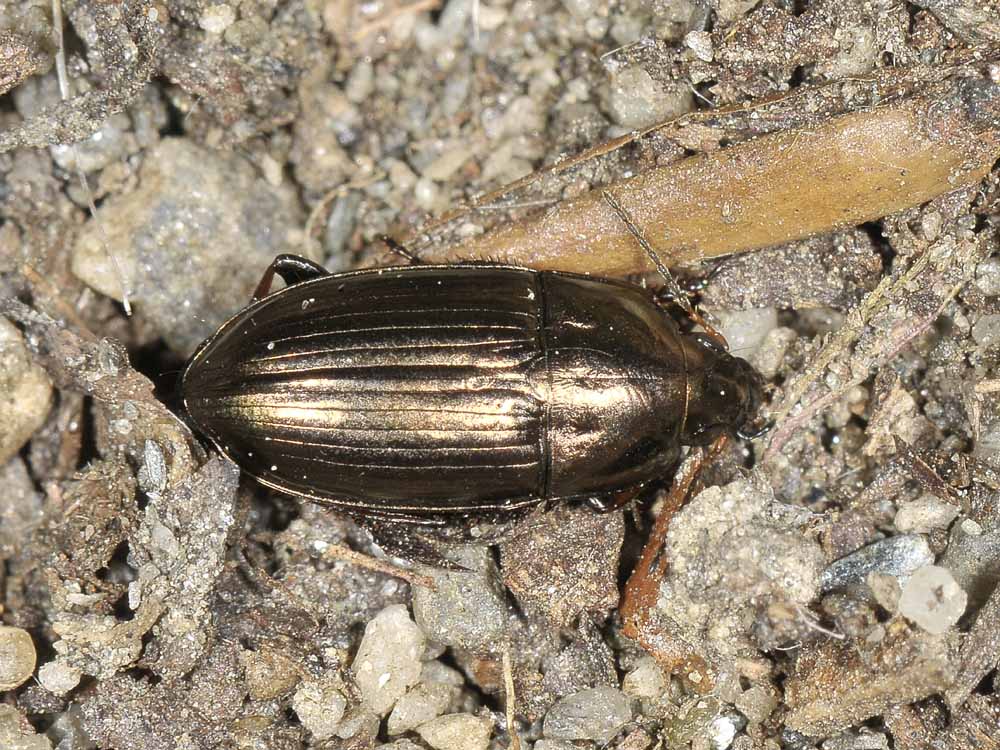 Amara aenea